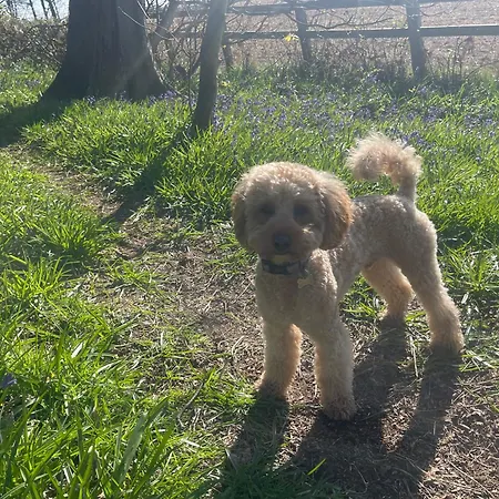 Bluebell בית נופש