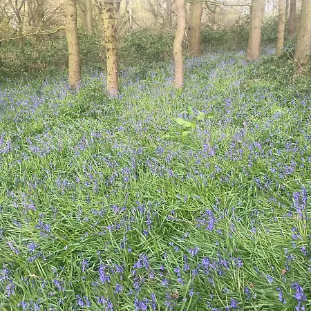 Bluebell Holiday home *